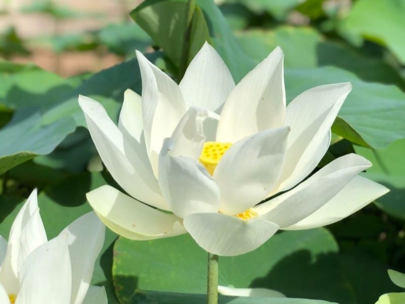 Có điều gì khiến tớ lo sợ không? hoa sen trắng