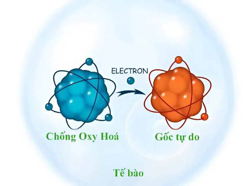 gốc tự do
